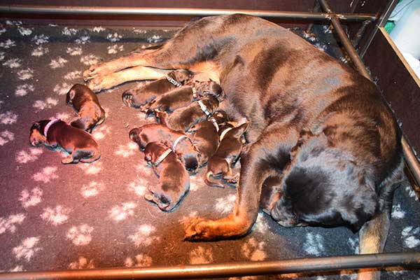 Rottweiler puppy's geboren