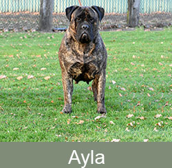 Bullmastiff Ayla