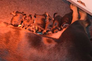 afbeelding nest Rottweiler puppy's