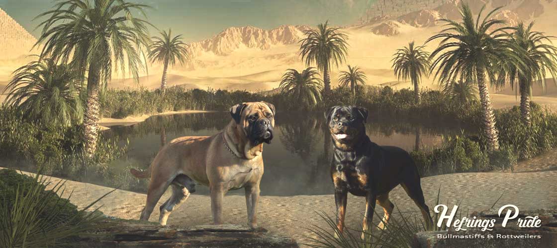 Hefrings Pride Bullmastiffs and Rottweilers