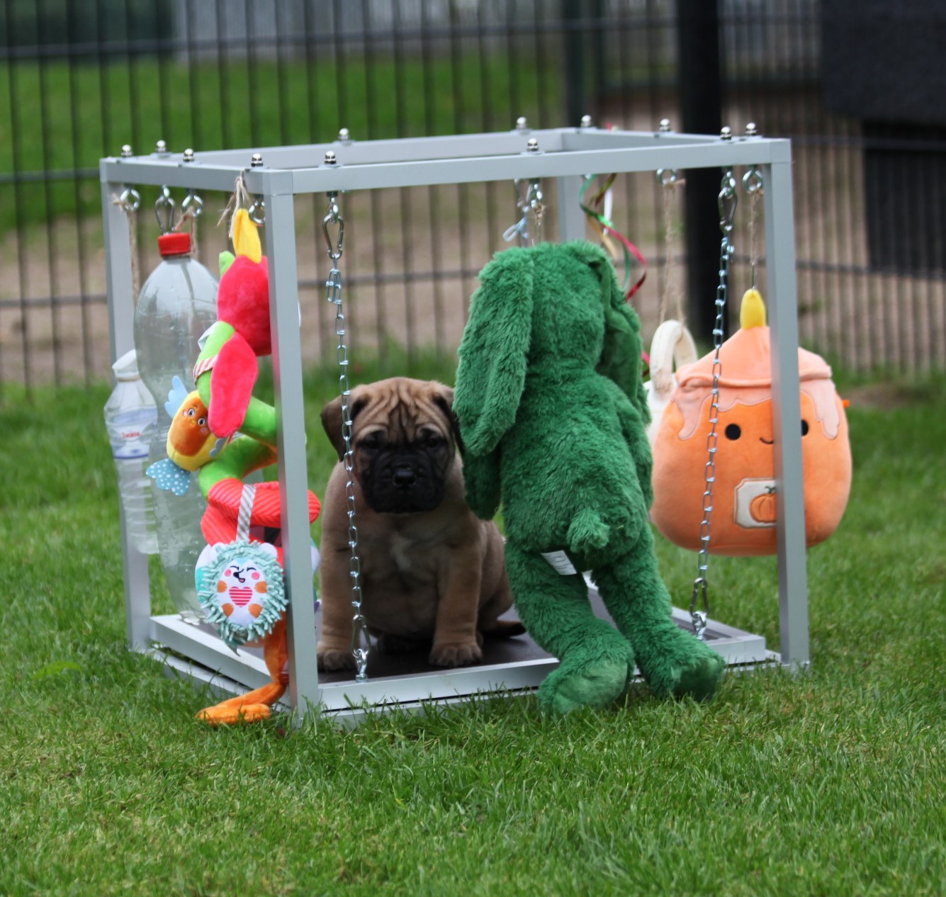 afbeelding Bullmastiff pup speelt